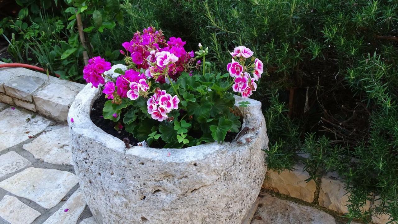 Appartamento App Sorgo Novigrad Istria Esterno foto